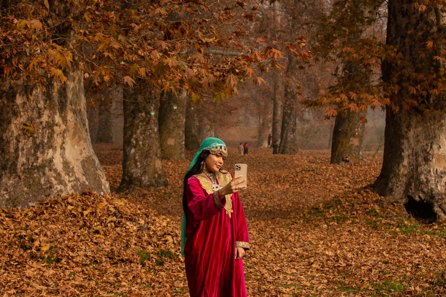 Autumn Chinars in Kashmir
