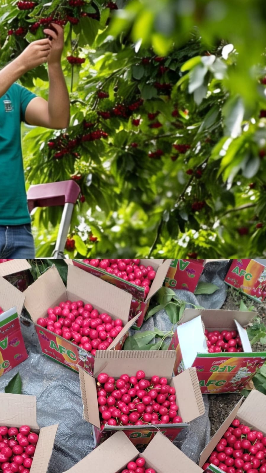Fresh from the Orchard Our cherries